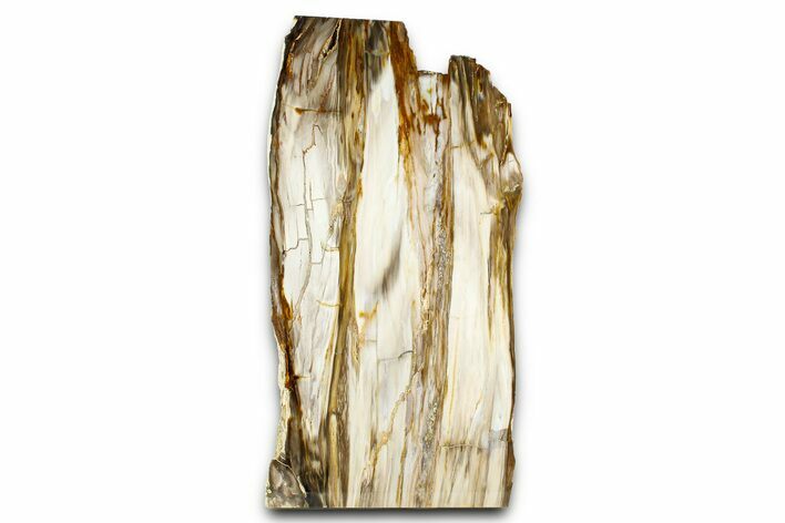 Polished Petrified Wood (Bald Cypress?) Rip-Cut Slab - Washington #382192